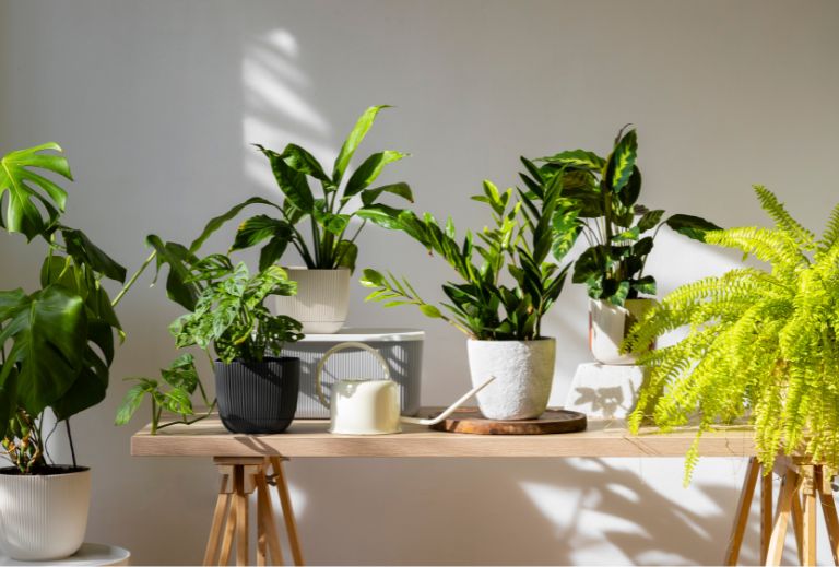 plantas-interior
